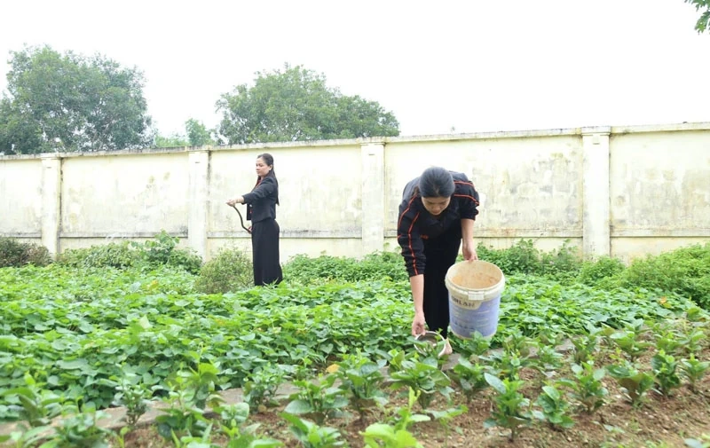 Những “Vườn rau cho bé”