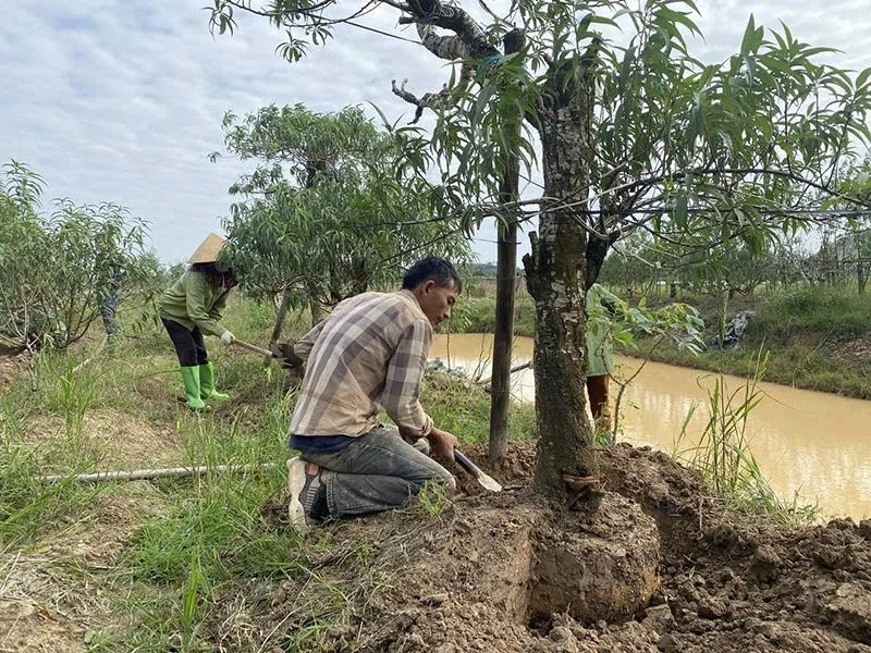 Vùng đào, quất cảnh Hợp Tiến chuẩn bị cho thị trường tết