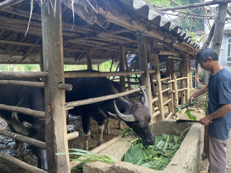 Thạch Bình chăm sóc, bảo vệ đàn vật nuôi khi thời tiết giao mùa