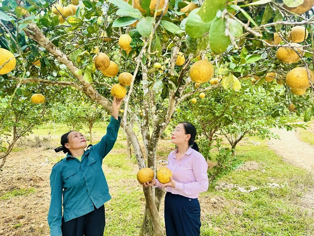 Hạ lãi suất nhiều chương trình tín dụng chính sách