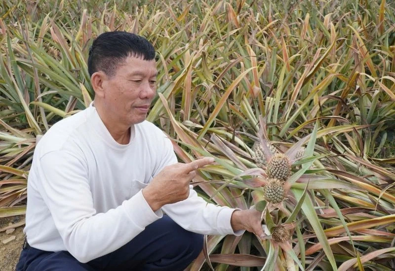 Hàng trăm ha dứa bất ngờ nhiễm bệnh và chết trụi