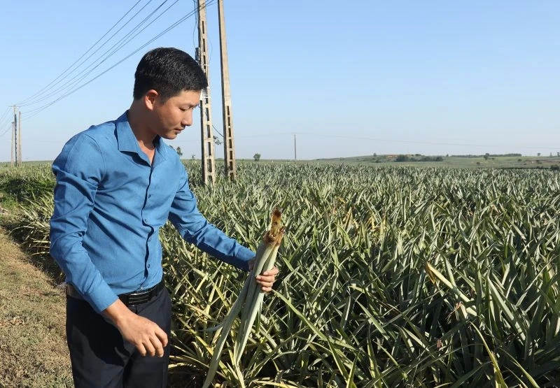 Hàng trăm ha dứa bất ngờ nhiễm bệnh và chết trụi