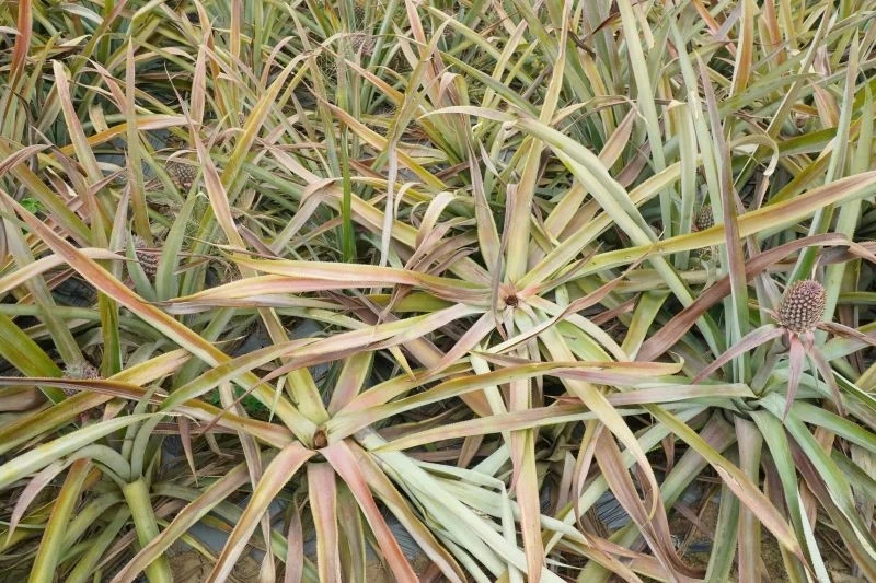 Hàng trăm ha dứa bất ngờ nhiễm bệnh và chết trụi