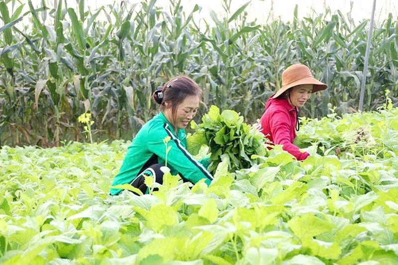 Yên Trường khai thác tiềm năng, thế mạnh để phát triển