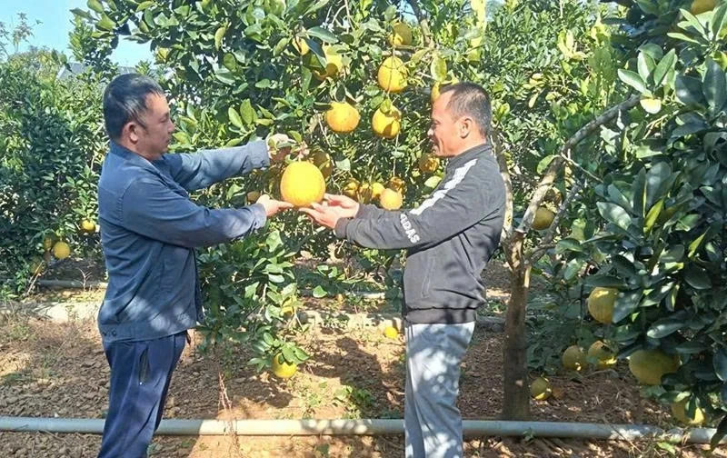 Bí thư chi bộ thôn Quý Thanh gương mẫu, trách nhiệm