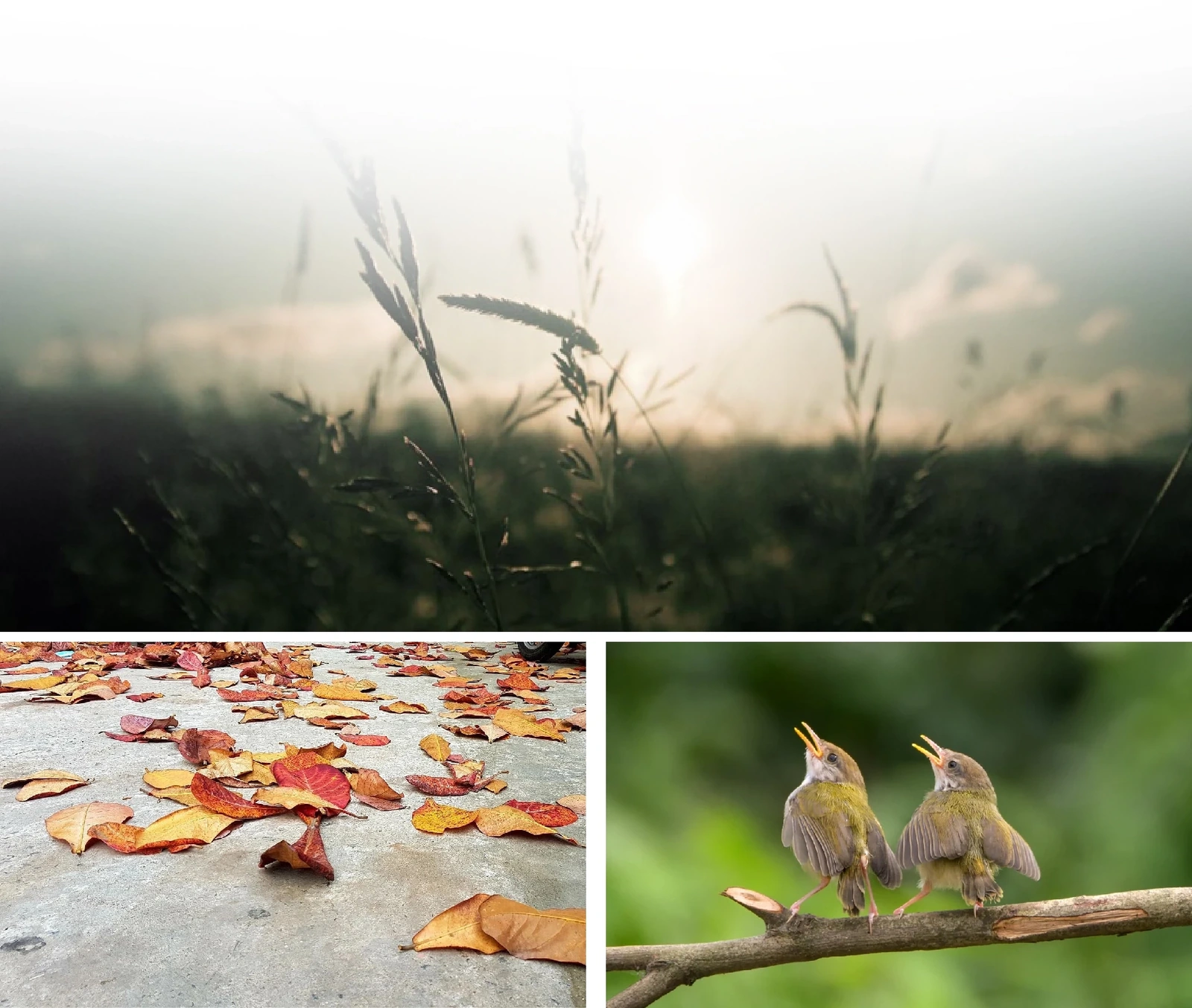 [E-Magazine]: Thanh âm của bình minh