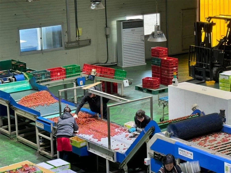 Xuất khẩu lao động: Những mảng màu sáng - tối