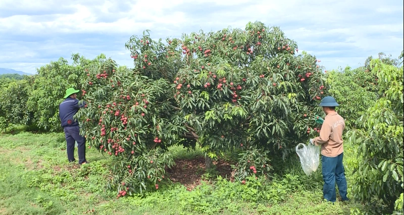 Thanh Hóa có 121 mã số vùng trồng nông sản phục vụ xuất khẩu