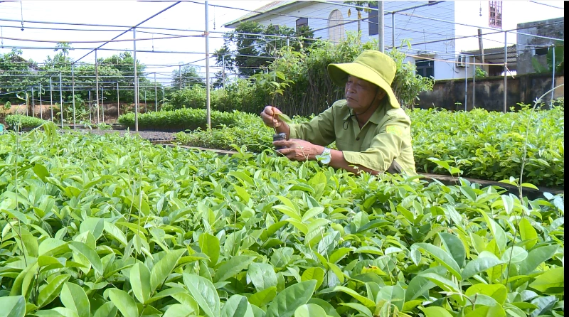 Bảo tồn, phát triển giống cây trồng nguồn gốc bản địa