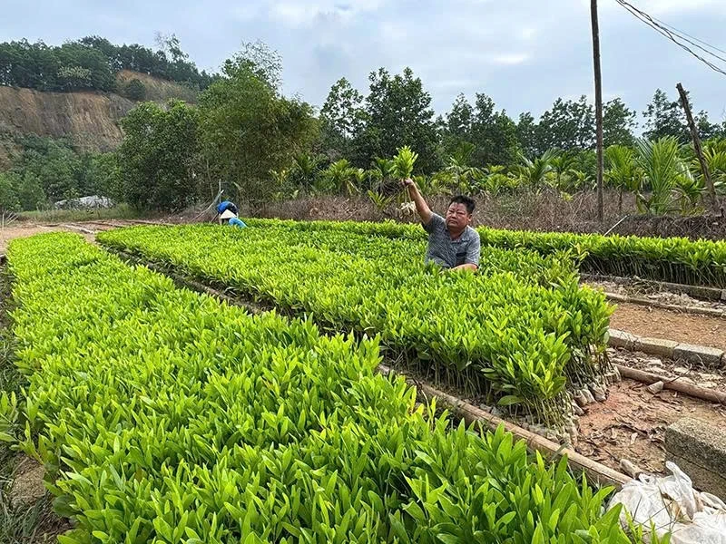 Luận Thành đẩy mạnh công tác giảm nghèo, nâng cao mức sống cho người dân