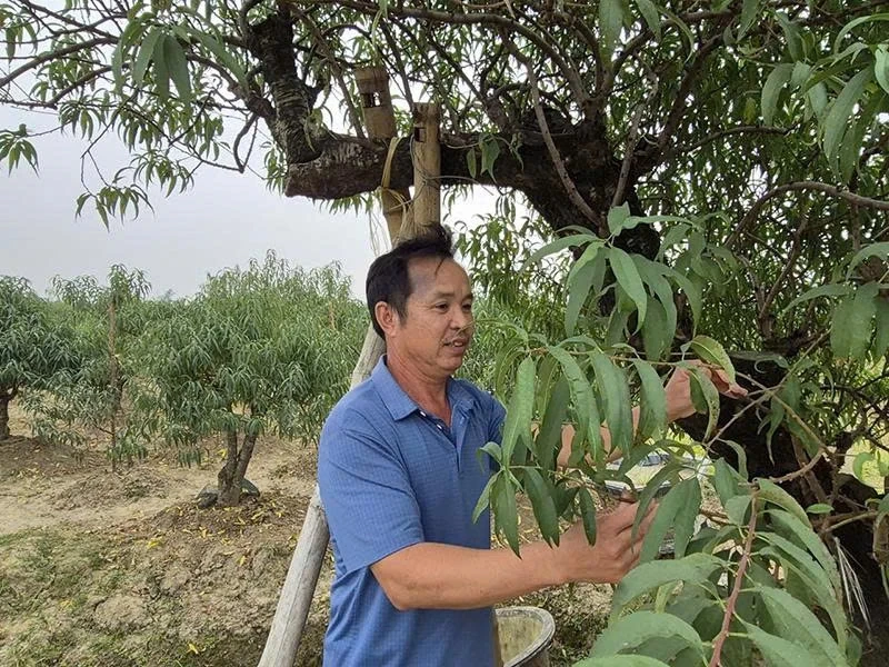 Xã miền núi chuyển mình nhờ cây trồng chủ lực