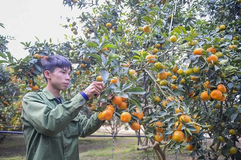 Phát triển bền vững vùng đồng bào dân tộc thiểu số và miền núi