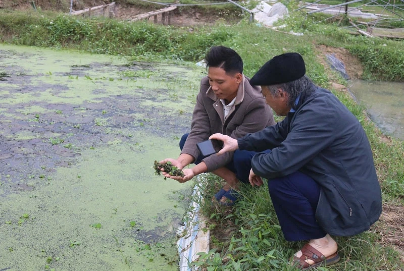 Nuôi ốc “vượt đông”, hiệu quả bất ngờ