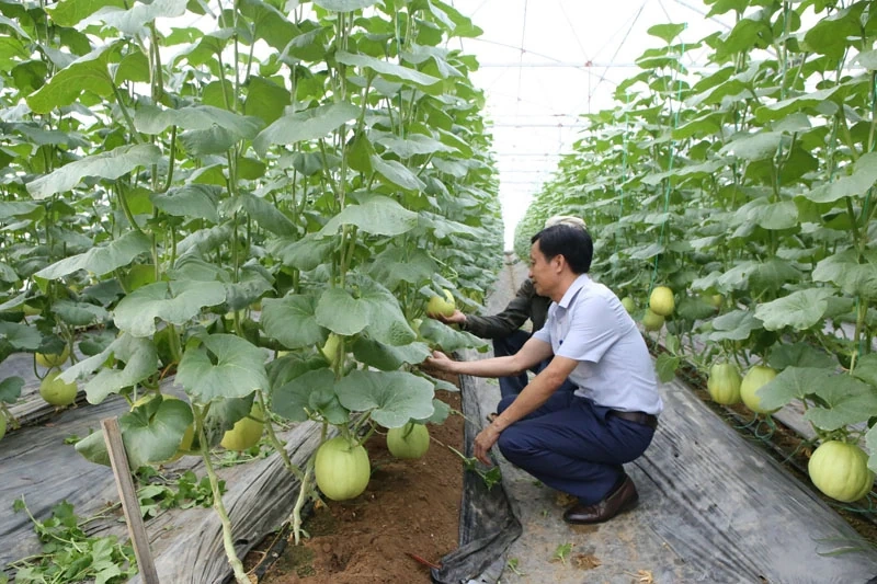 Tập trung phát triển sản phẩm nông nghiệp chủ lực