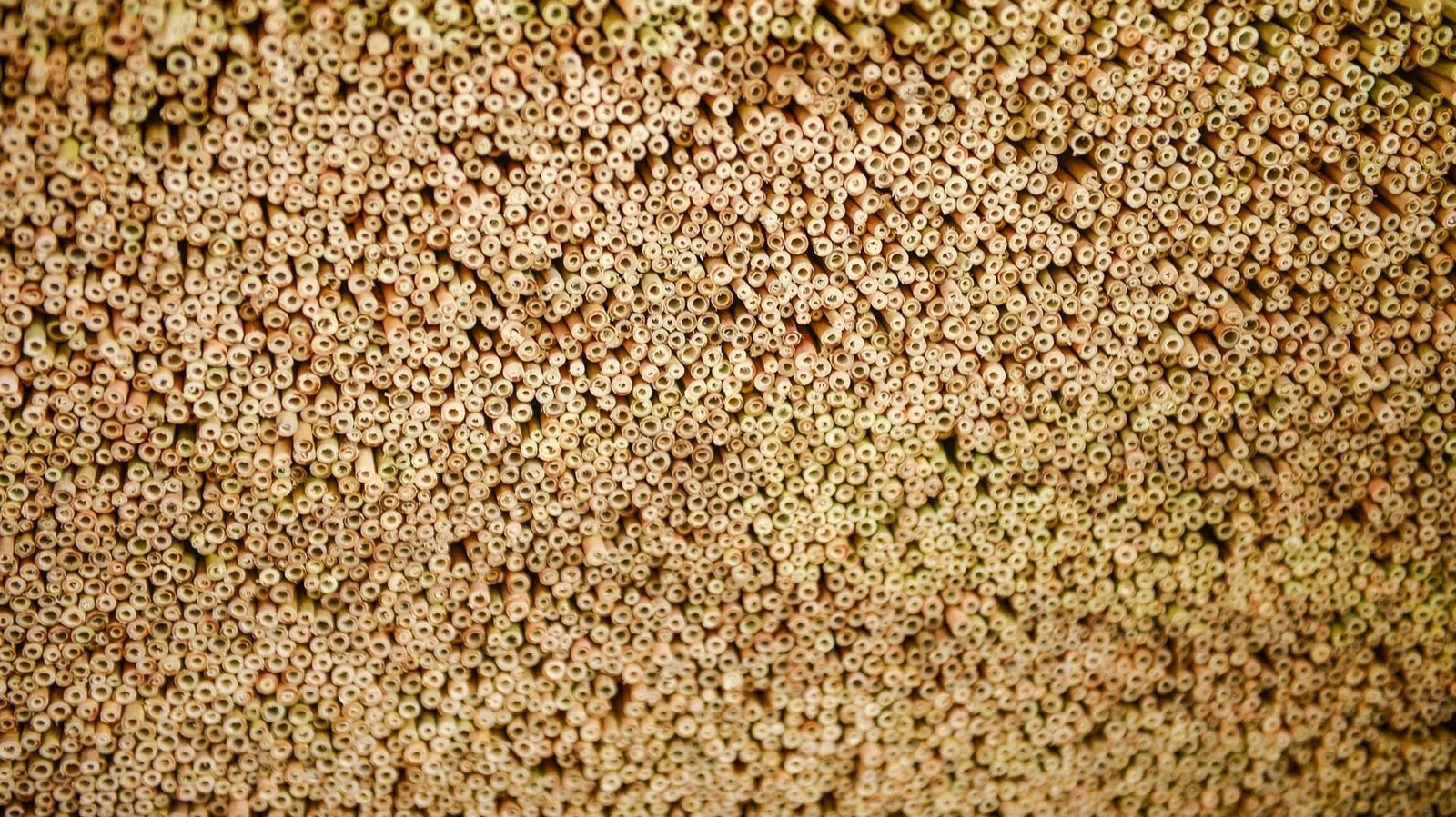 Sản phẩm đầu tiên được lựa chọn là ống hút nứa tép. Một phần vì đã có sẵn đơn hàng từ những mối quen thời còn làm việc trong Nam, phần khác vì đây là sản phẩm dễ tiếp cận thị trường, phù hợp xu hướng tiêu dùng xanh.