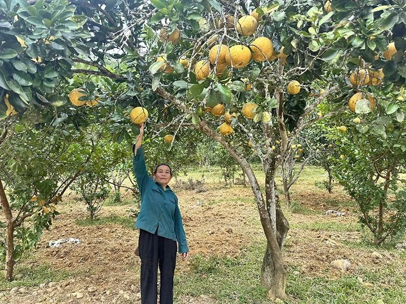 Khẳng định vai trò ngân hàng chủ lực đầu tư phát triển nông thôn