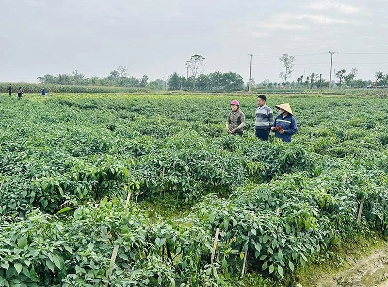 Cây vụ đông xanh mướt ruộng đồng Yên Ninh