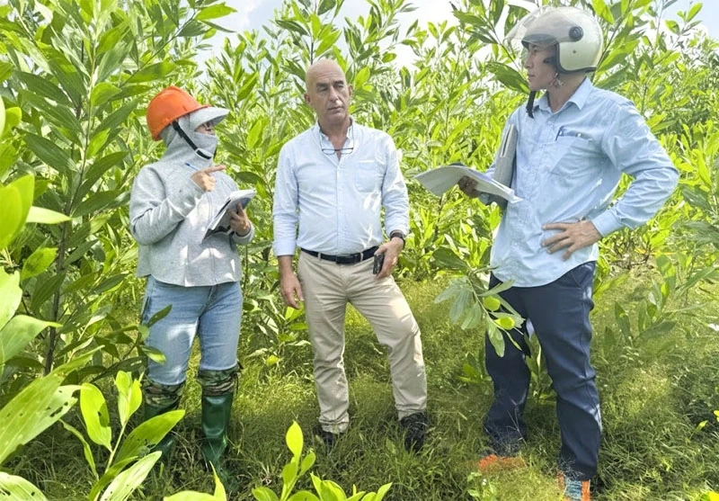 Phát triển vùng sản xuất lâm nghiệp theo hướng hữu cơ