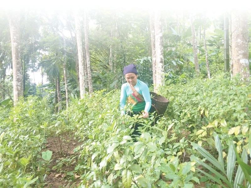 Phát triển vùng sản xuất lâm nghiệp theo hướng hữu cơ