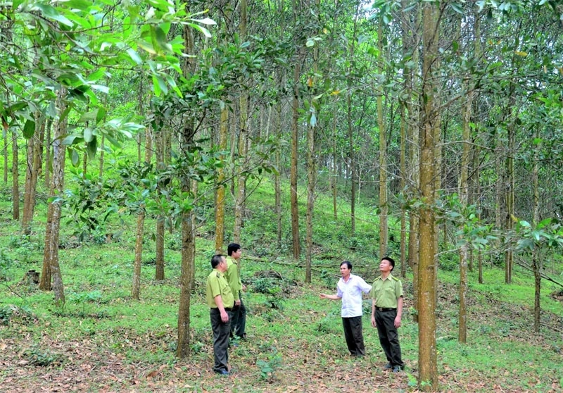 Lợi ích kép trên vùng rừng gỗ lớn ở Xuân Thái