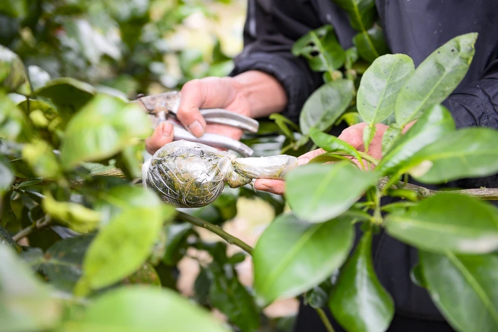 Bưởi đỏ tiến vua vào vụ Tết, khách đặt mua từ sớm