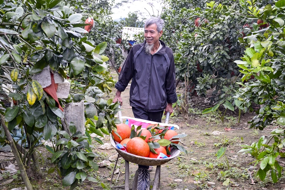 Bưởi đỏ tiến vua vào vụ Tết, khách đặt mua từ sớm