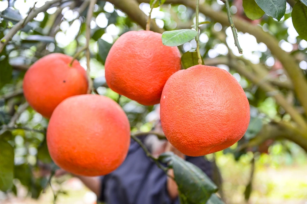 Bưởi đỏ tiến vua vào vụ Tết, khách đặt mua từ sớm