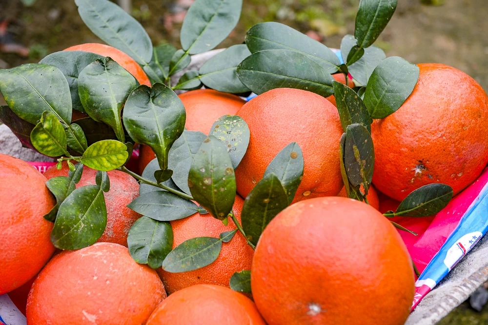 Bưởi đỏ tiến vua vào vụ Tết, khách đặt mua từ sớm