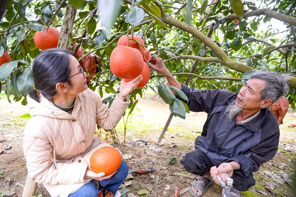 Bưởi đỏ tiến vua vào vụ Tết, khách đặt mua từ sớm