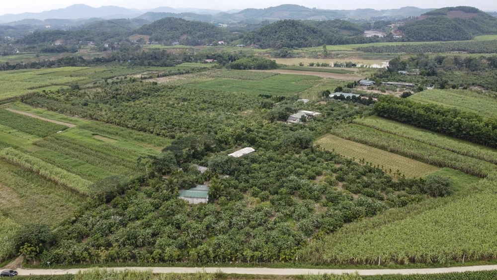 Bưởi đỏ tiến vua vào vụ Tết, khách đặt mua từ sớm