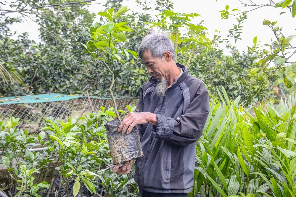 Bưởi đỏ tiến vua vào vụ Tết, khách đặt mua từ sớm