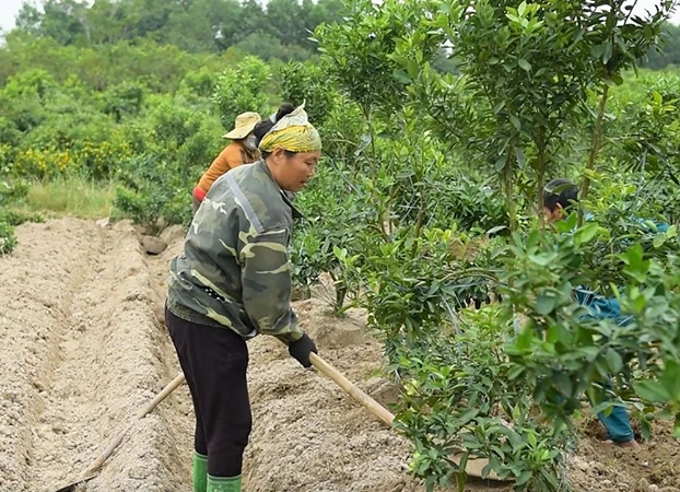 Thủ phủ đào, quất xứ Thanh tăng tốc vào vụ tết