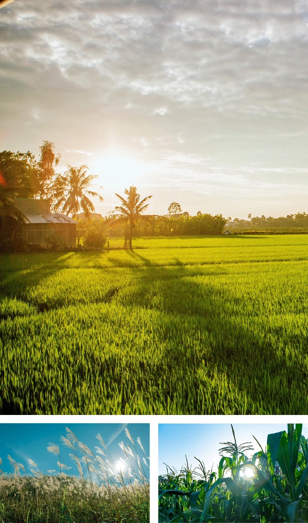 [E-Magazine]: Cuối đông, thêm một giấc nồng...