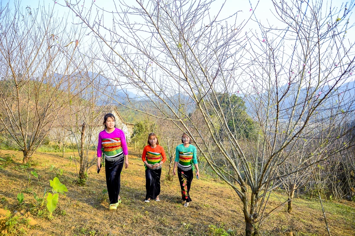 Sắc xuân sớm ở Son - Bá - Mười