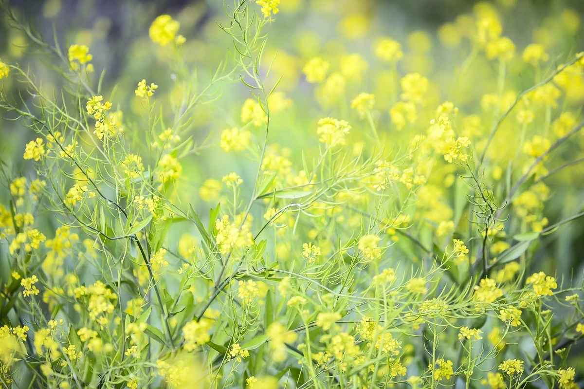 Sắc xuân sớm ở Son - Bá - Mười