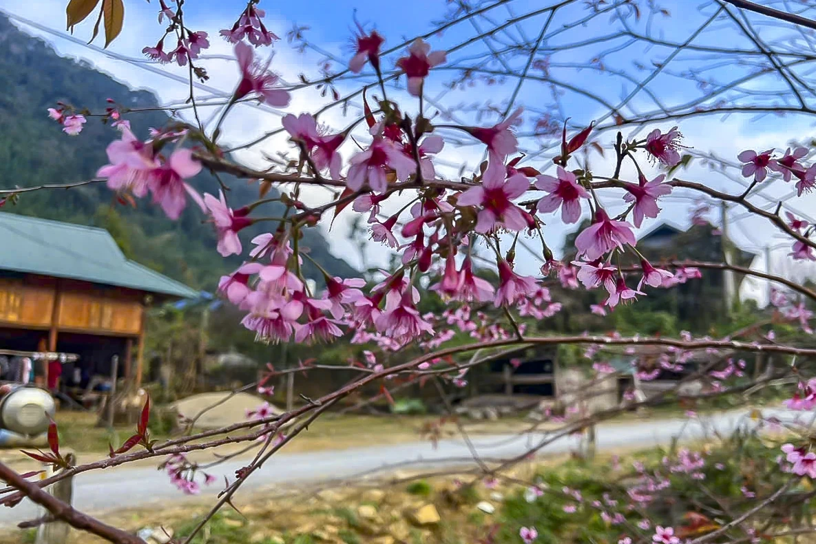 Sắc xuân sớm ở Son - Bá - Mười