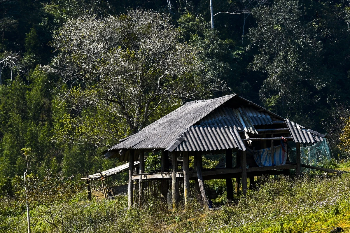 Sắc xuân sớm ở Son - Bá - Mười