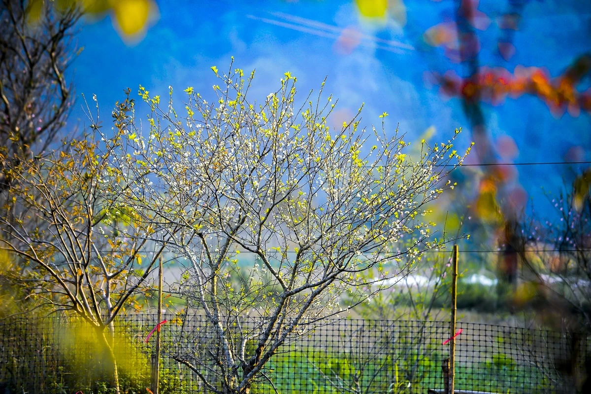 Sắc xuân sớm ở Son - Bá - Mười