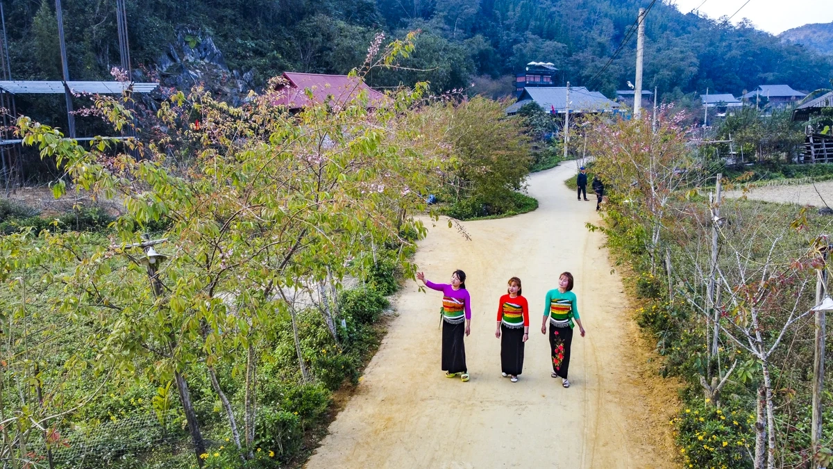 Sắc xuân sớm ở Son - Bá - Mười