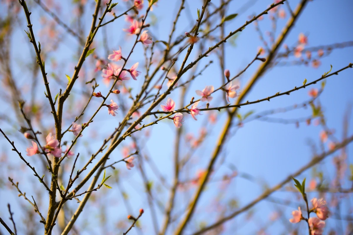 Sắc xuân sớm ở Son - Bá - Mười