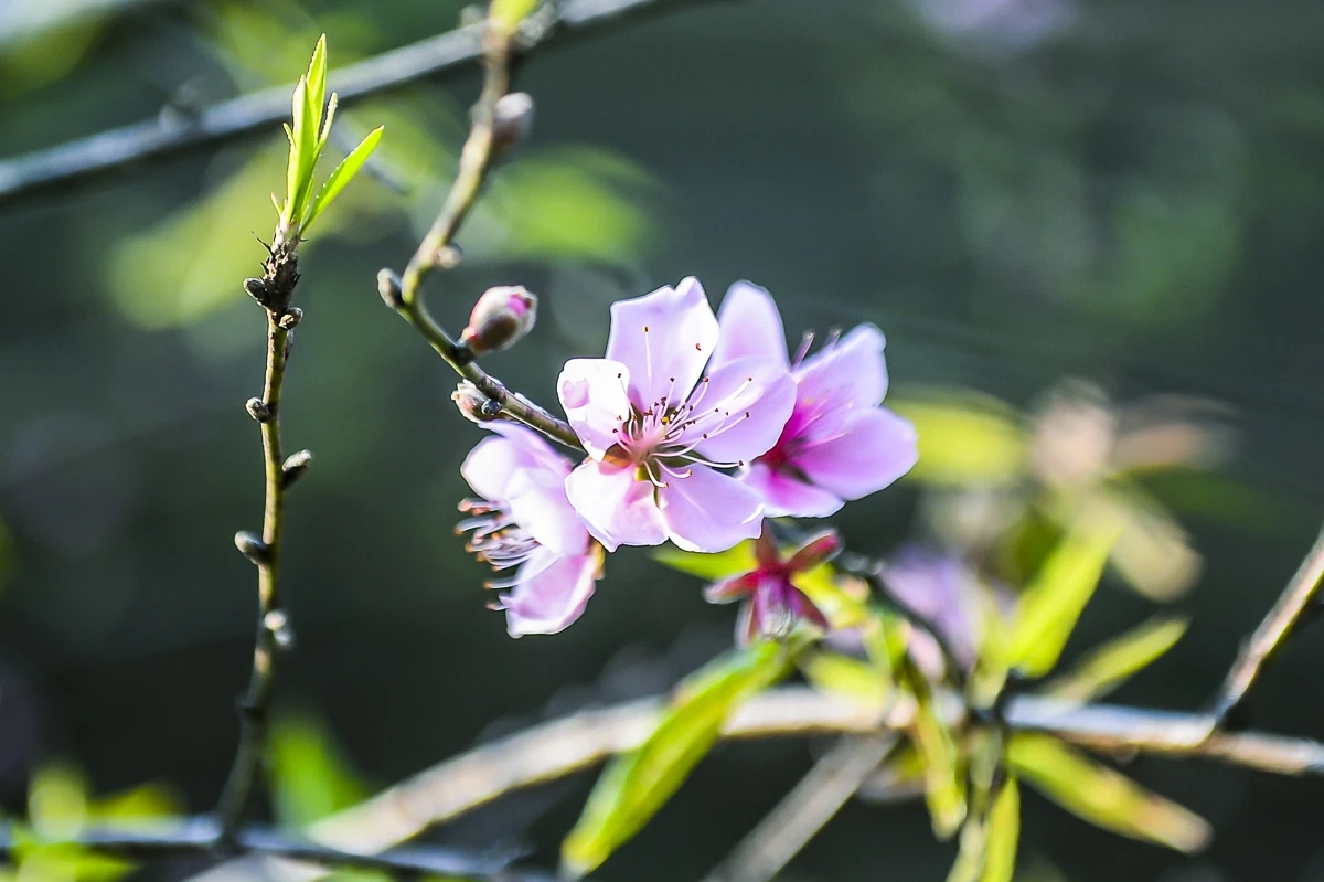 Sắc xuân sớm ở Son - Bá - Mười