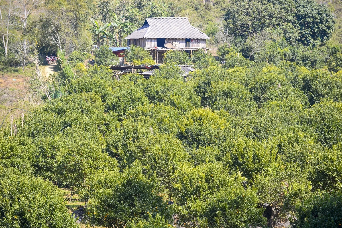 Hái “quả ngọt” từ đất dốc Cao Sơn