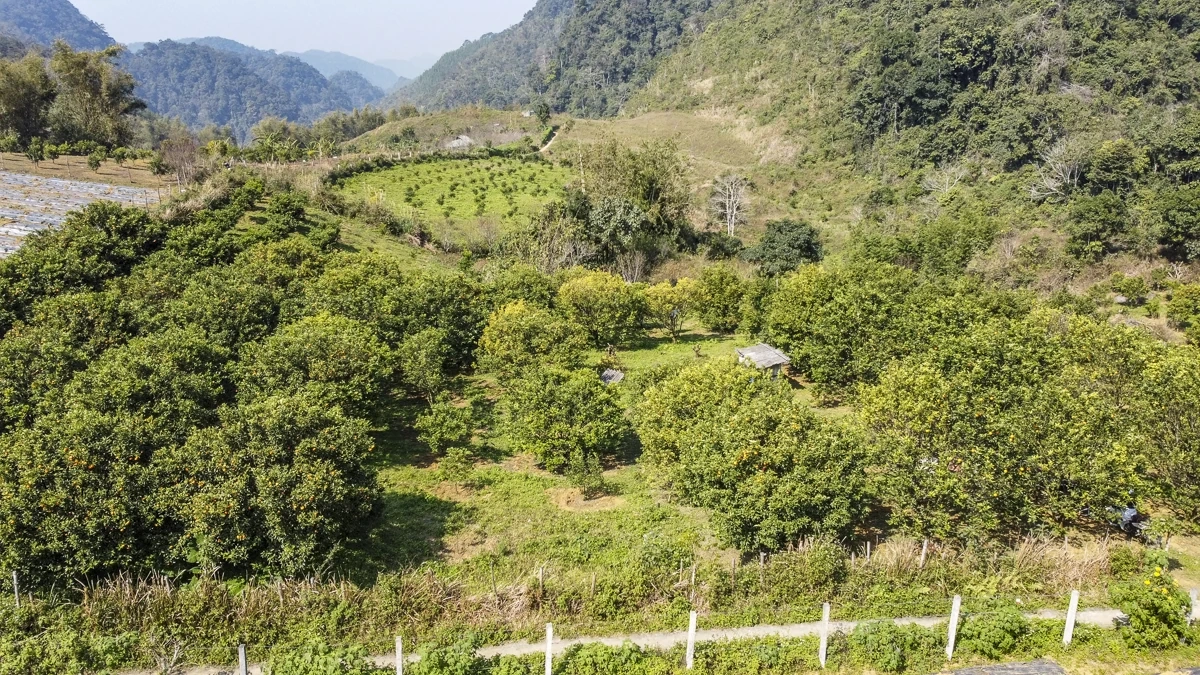 Hái “quả ngọt” từ đất dốc Cao Sơn