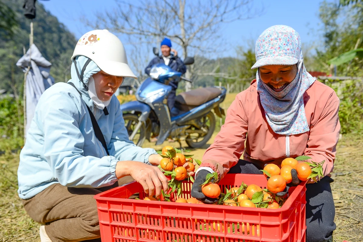 Hái “quả ngọt” từ đất dốc Cao Sơn