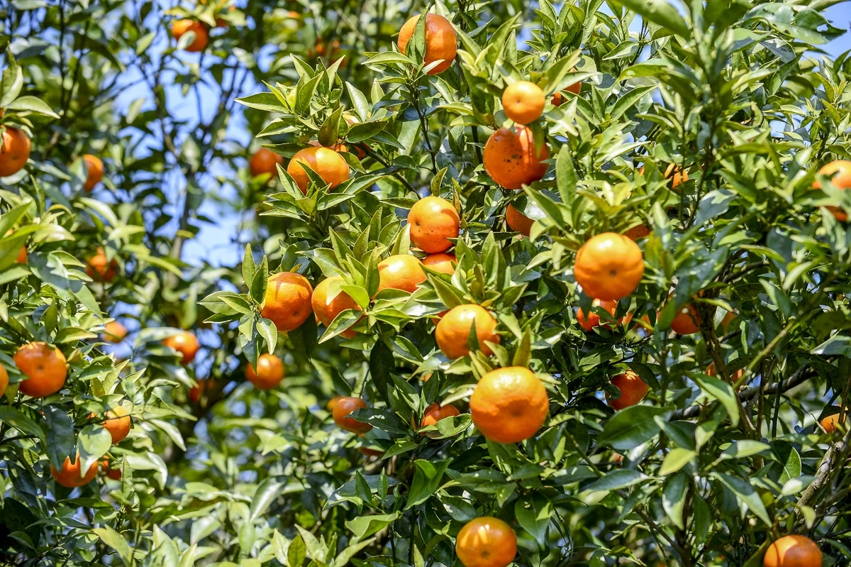 Hái “quả ngọt” từ đất dốc Cao Sơn