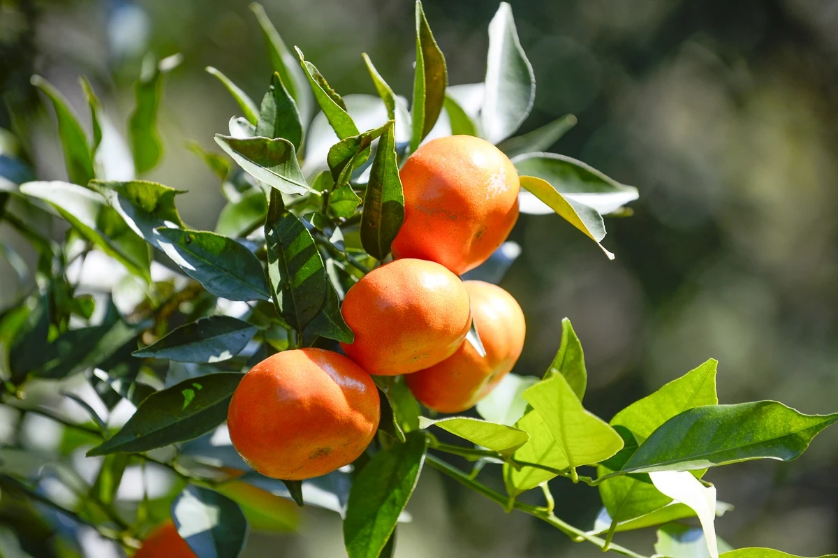 Hái “quả ngọt” từ đất dốc Cao Sơn