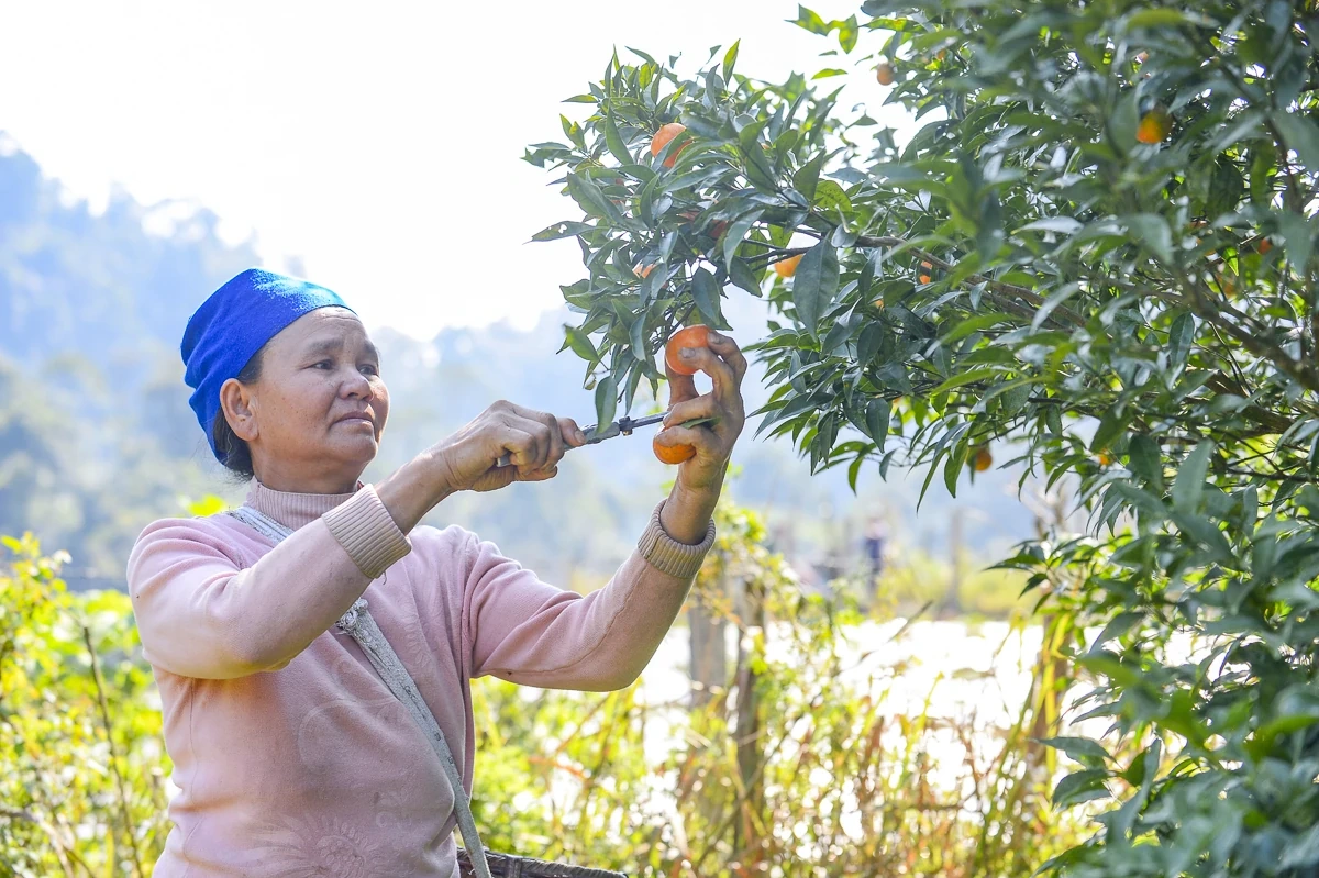 Hái “quả ngọt” từ đất dốc Cao Sơn