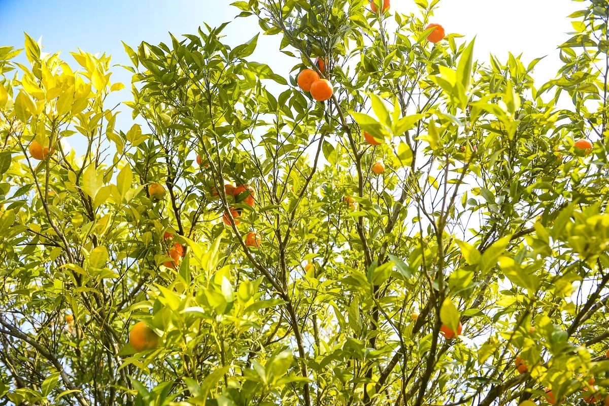 Hái “quả ngọt” từ đất dốc Cao Sơn