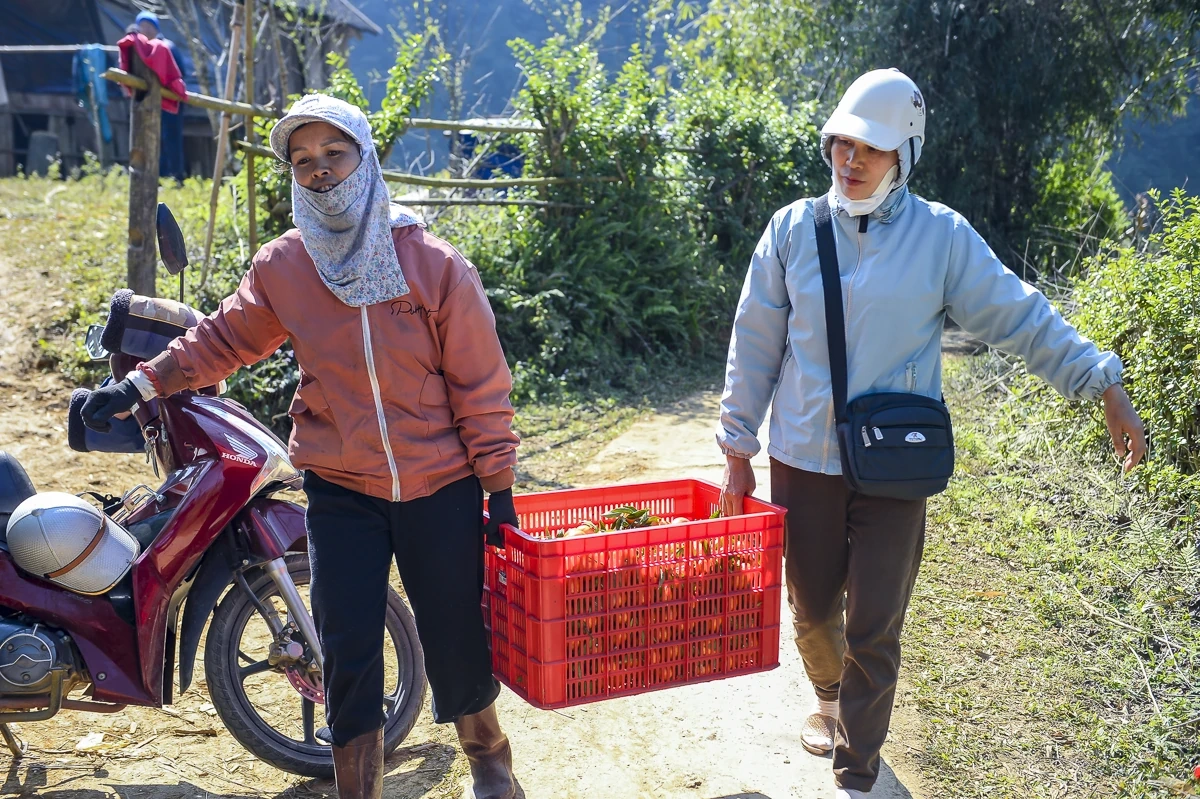 Hái “quả ngọt” từ đất dốc Cao Sơn