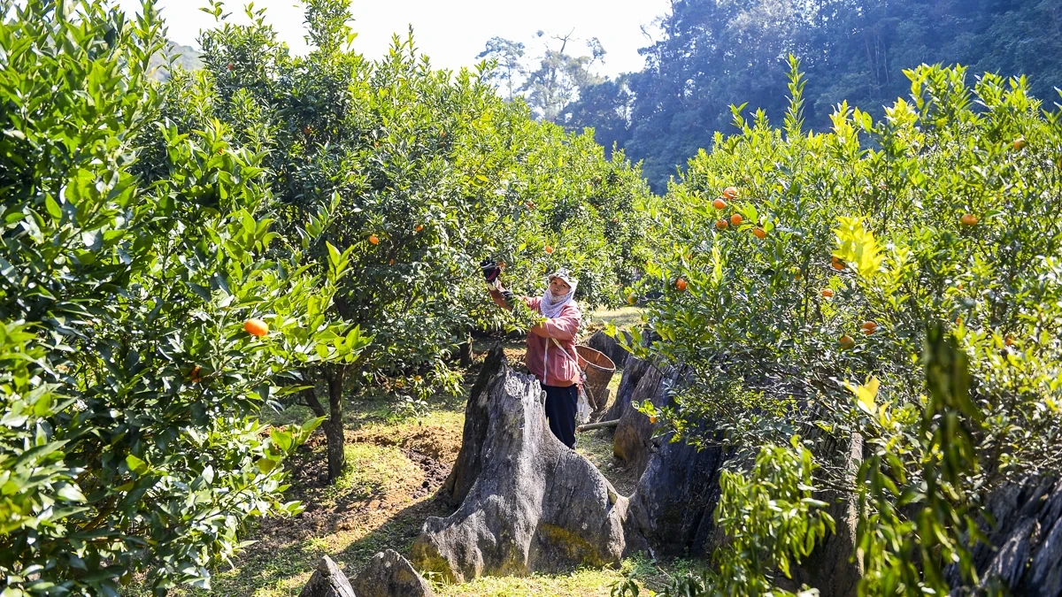 Hái “quả ngọt” từ đất dốc Cao Sơn